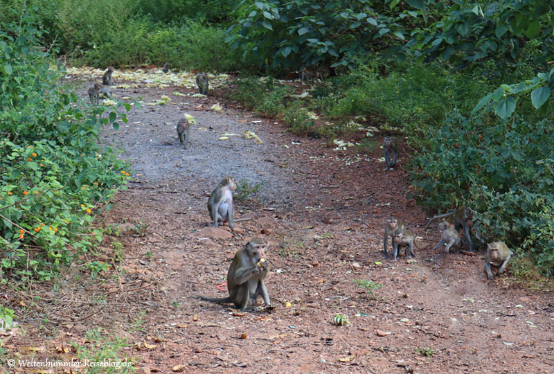 bangkok_goldenesdreieck_phuket - Thailand Kanchanaburi Affen