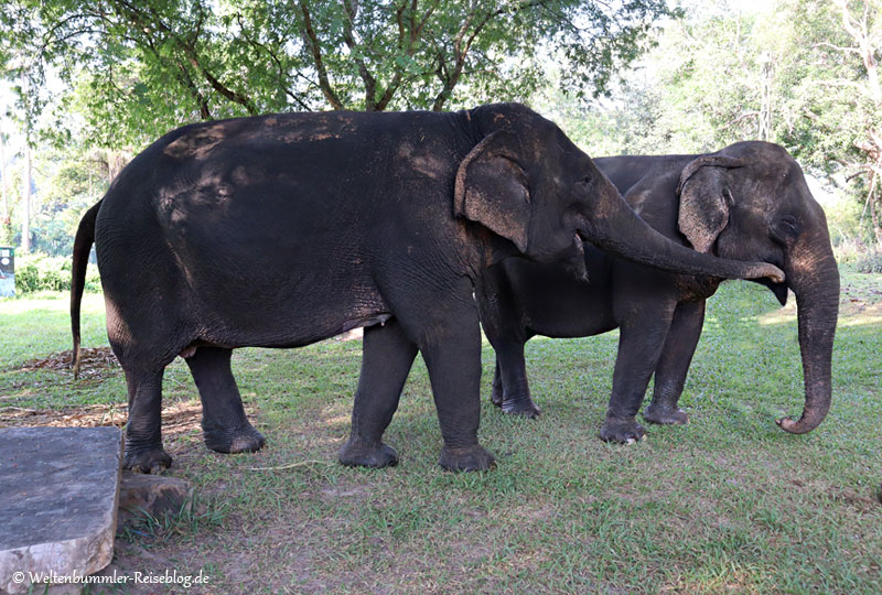 bangkok_goldenesdreieck_phuket - Thailand Sappraiwan Elefanten 2