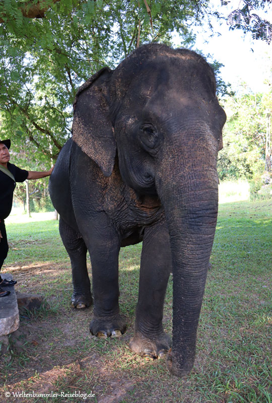 bangkok_goldenesdreieck_phuket - Thailand Sappraiwan Elefanten 3