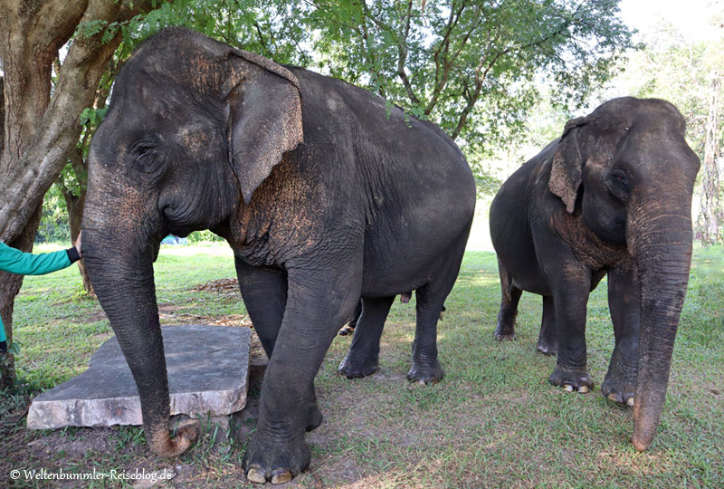 bangkok_goldenesdreieck_phuket - Thailand Sappraiwan Elefanten 4