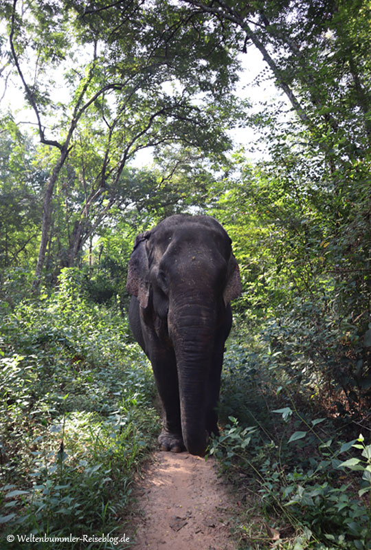 bangkok_goldenesdreieck_phuket - Thailand Sappraiwan Elefanten 6