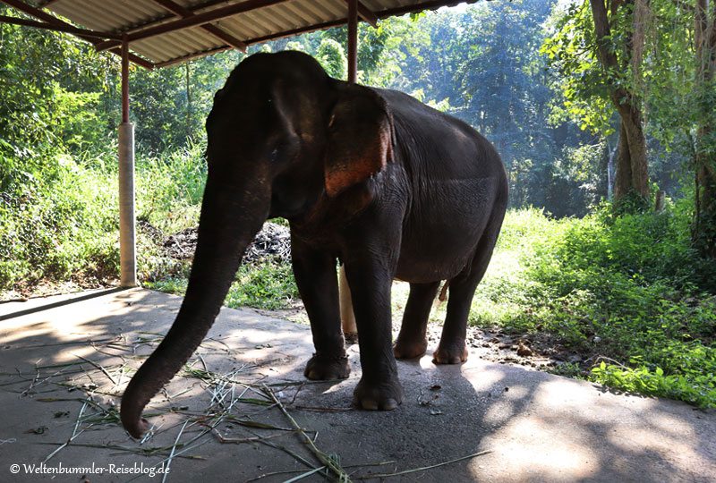 bangkok_goldenesdreieck_phuket - Thailand Sappraiwan Elefanten 7
