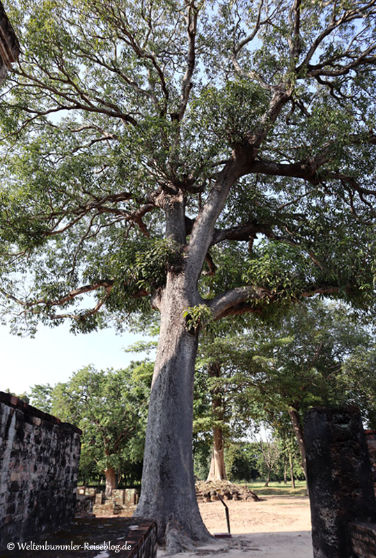 bangkok_goldenesdreieck_phuket - Thailand Sukhothai WatSiChum 1