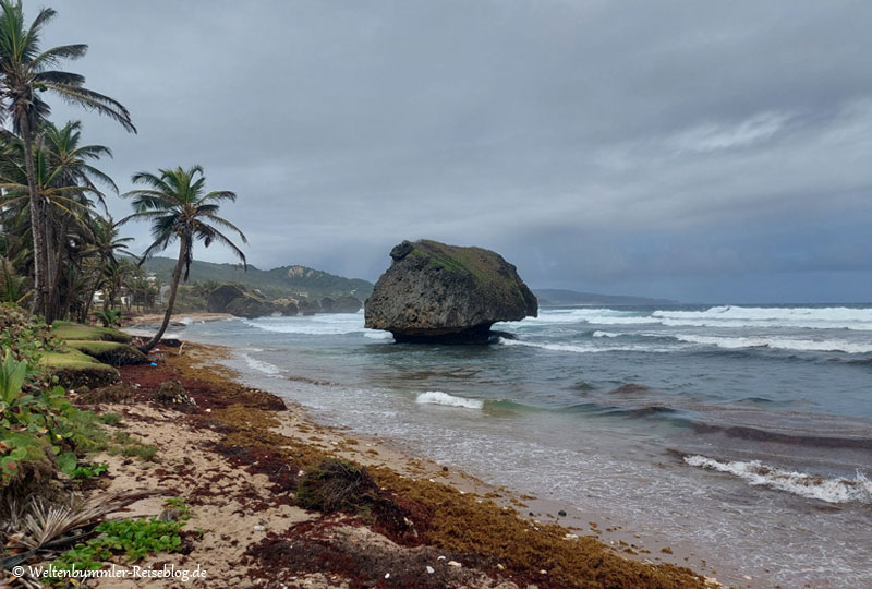 AIDA_Karibik - AIDA Karibik Barbados Bathsheba 3