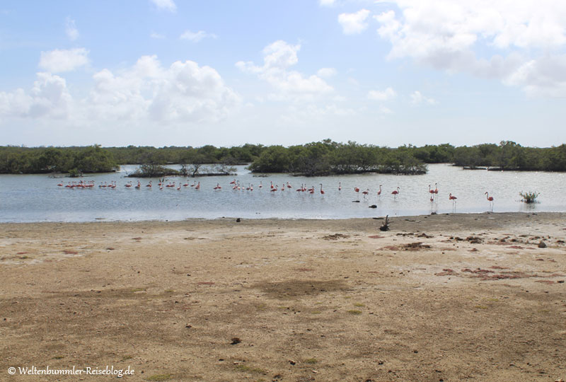 AIDA_Karibik - AIDA Karibik Bonaire Flamingos 1