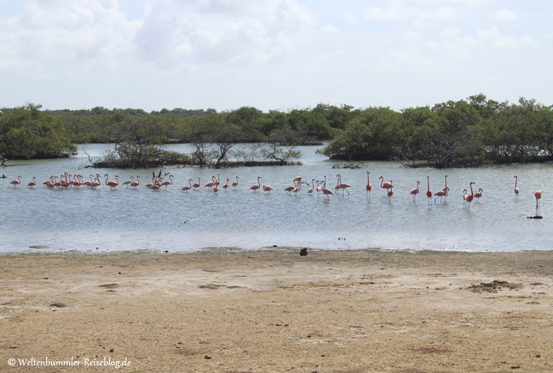 AIDA_Karibik - AIDA Karibik Bonaire Flamingos 2
