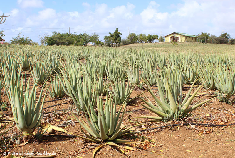 AIDA_Karibik - AIDA Karibik Curacao AloeVeraFarm 1