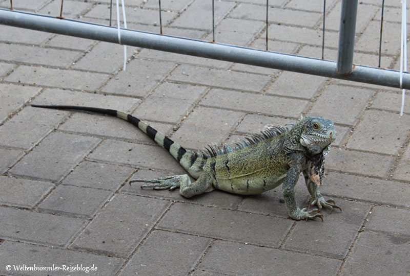 AIDA_Karibik - AIDA Karibik Curacao Leguan