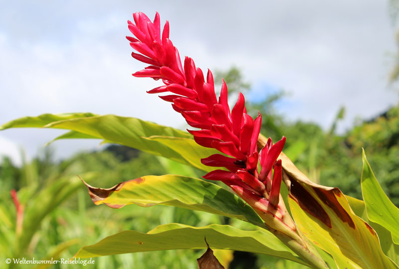 AIDA_Karibik - AIDA-Karibik-Dominica-AlpiniaPurpurata