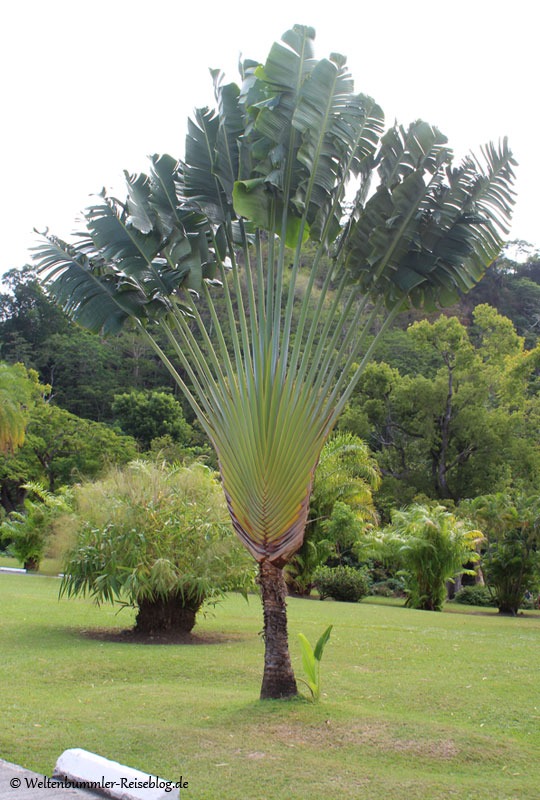 AIDA_Karibik - AIDA-Karibik-Dominica-BotanischerGarten-1