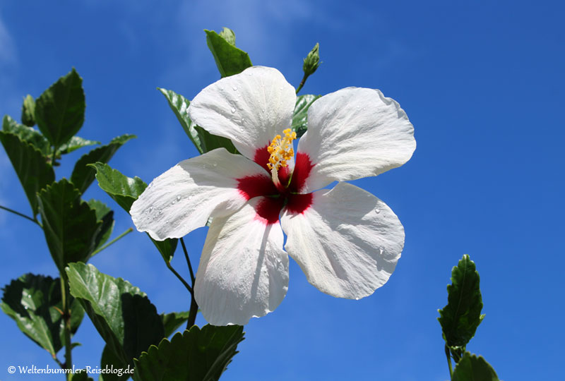 AIDA_Karibik - AIDA-Karibik-Dominica-BotanischerGarten-2