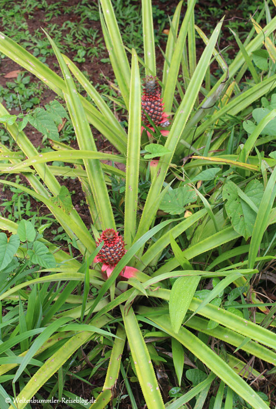 AIDA_Karibik - AIDA Karibik Grenada Kraeutergarten Ananas