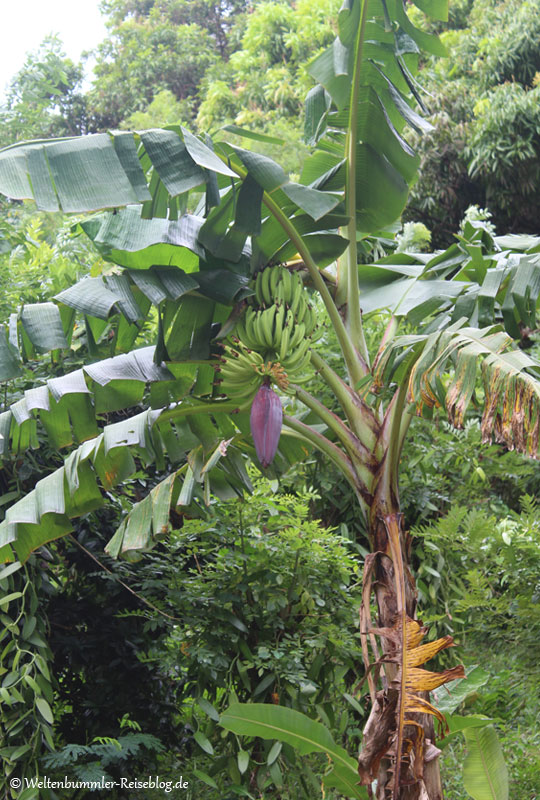 AIDA_Karibik - AIDA Karibik Grenada Kraeutergarten Banane