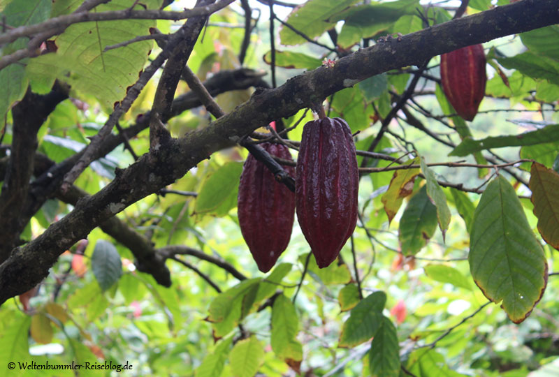 AIDA_Karibik - AIDA Karibik Grenada Kraeutergarten Kakaobaum