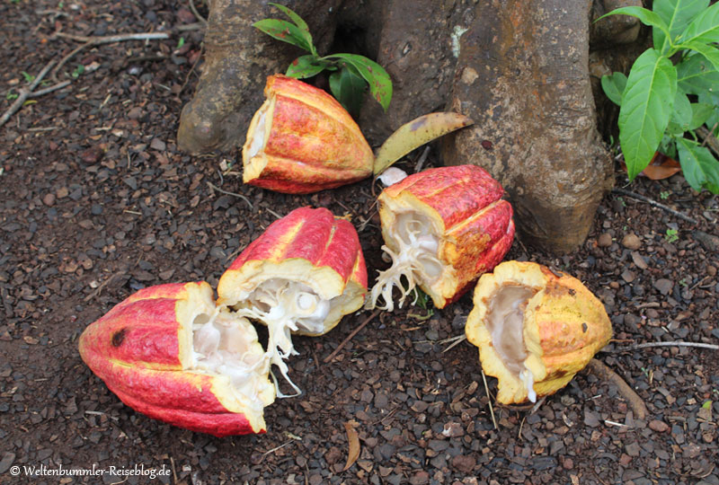 AIDA_Karibik - AIDA Karibik Grenada Kraeutergarten Kakaobohne