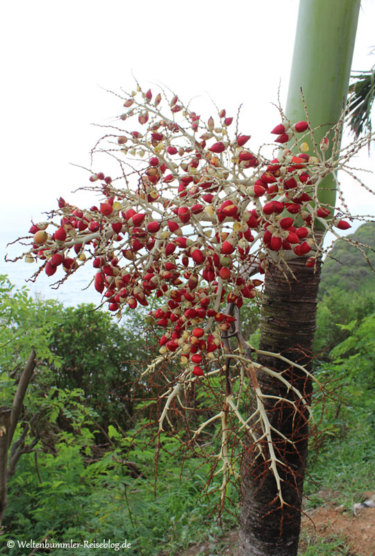 AIDA_Karibik - AIDA-Karibik-StLucia-DenneryBay-2