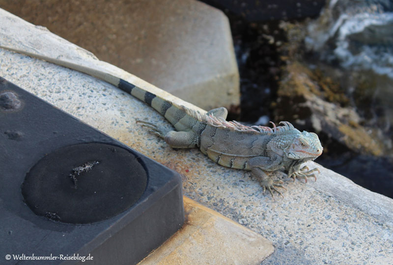 AIDA_Karibik - AIDA-Karibik-StMartin-Philipsburg-Leguan-1