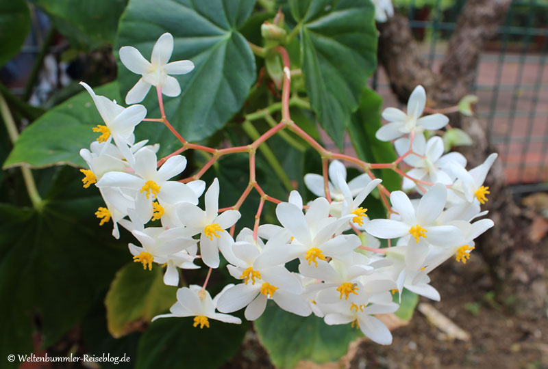 AIDA_Karibik - AIDA-Karibik-StVincent-BotanischerGarten-2