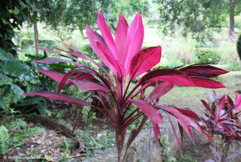 AIDA_Karibik - AIDA-Karibik-StVincent-BotanischerGarten-3