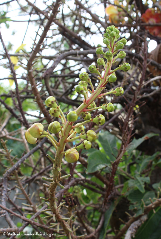 AIDA_Karibik - AIDA-Karibik-StVincent-BotanischerGarten-5