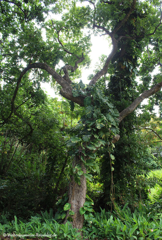 AIDA_Karibik - AIDA-Karibik-StVincent-BotanischerGarten-8